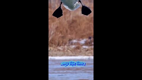 Nice duck