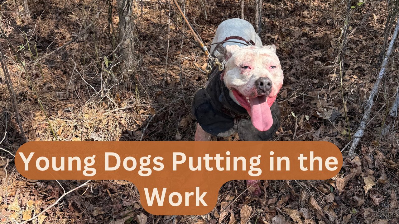Hard Work in the Hog Woods