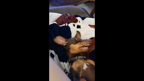 passed out puppy