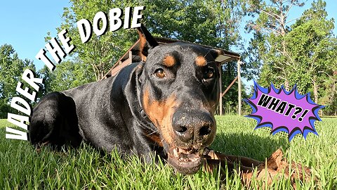 Doberman Owner Admits "I Have NO IDEA What I'm Doing" During Training! 🐾😅🤷‍♂️