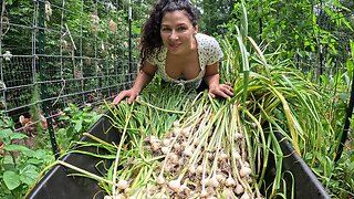 Harvesting and Storing Garlic