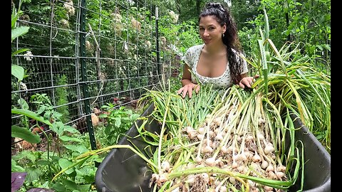 Harvesting and Storing Garlic