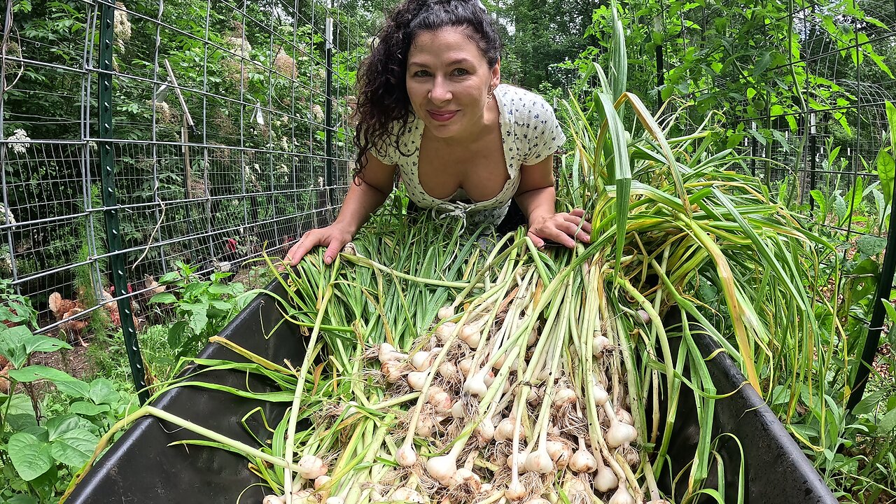 Harvesting and Storing Garlic