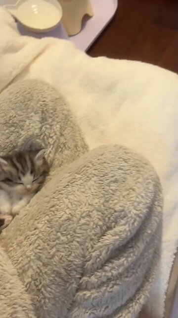 I have a perfect cute baby cat..🥰 #kitty #kitten