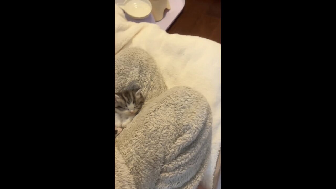 I have a perfect cute baby cat..🥰 #kitty #kitten