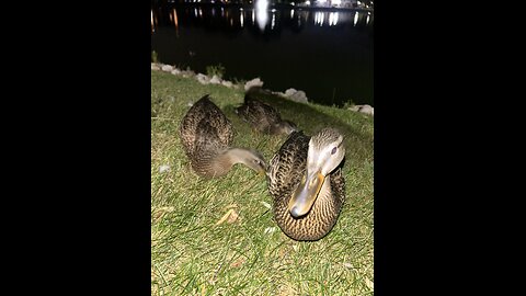 #11 Lovely Duckies & 3 Canadian Geese ♥️