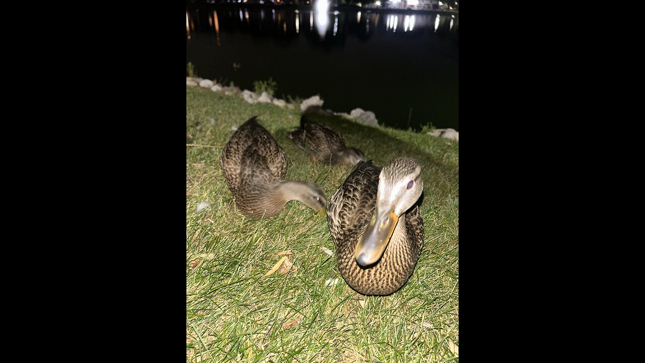 #11 Lovely Duckies & 3 Canadian Geese ♥️