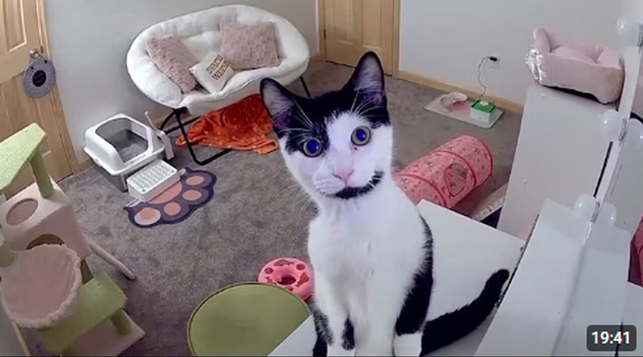 TRY NOT TO LAUGH - Best Pets of 2025 🤣