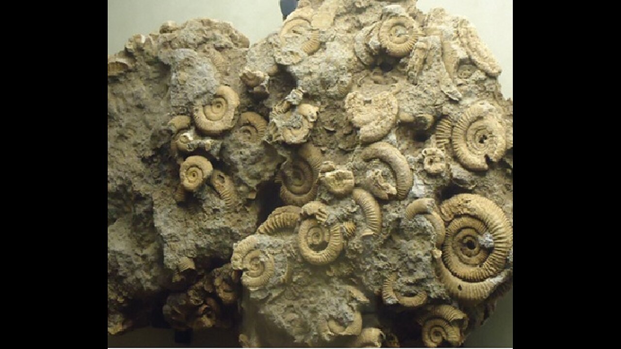 How do scientists determine the ages of rocks & fossils?