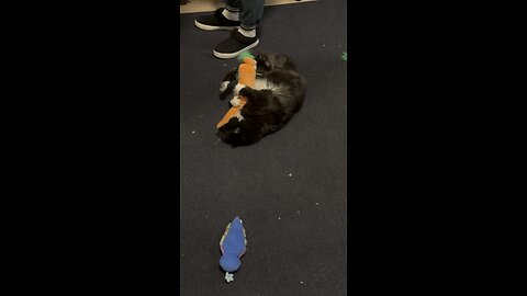 Cat Viciously Attacks Carrot