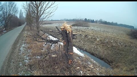 #Verbrannte_Erde; Vernichtung der Feldgehölze Hecken und Knicks!