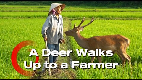 A Deer Walks Up to a Farmer – Rare Peaceful Moment in the Countryside.