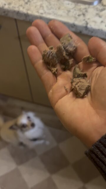 Scientologists hate me for this one simple trick