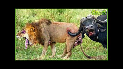 50 Craziest Wild Animal Fights That Will Leave You Breathless | Animal Fights