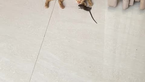 Gatos caçando ratos - PARTE 2