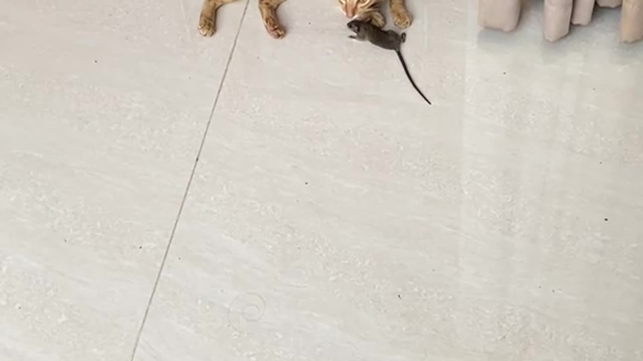 Gatos caçando ratos - PARTE 2