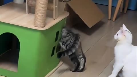 😆🏠 This Cat's Stuck in a Tight Spot... But It's All Good! | FunFM