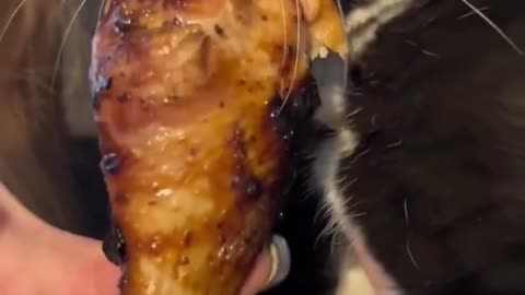 🐱🍽️ These Hungry Cats are Next Level! | FunFM