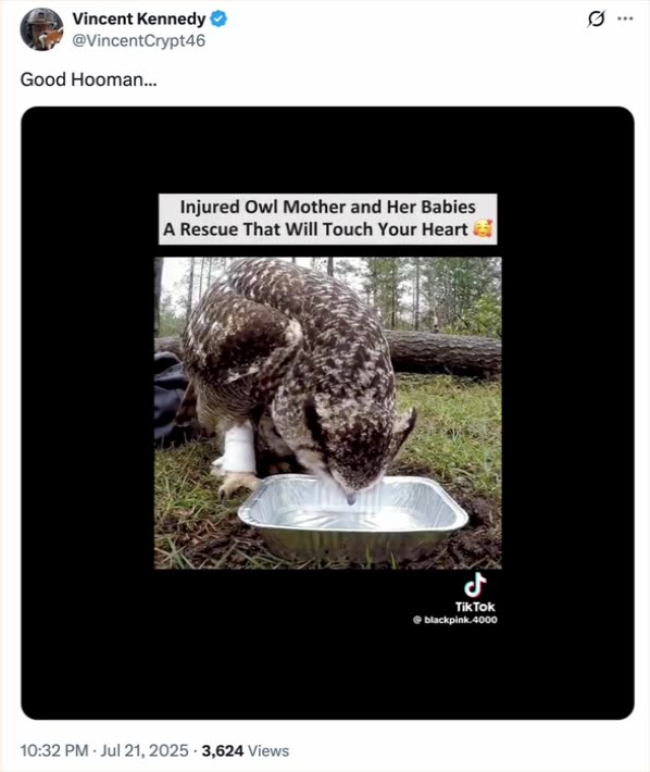 Injured Owl Mother and Her Babies A Rescue That Will Touch Your Heart