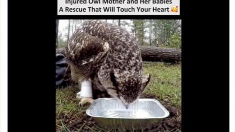 Injured Owl Mother and Her Babies A Rescue That Will Touch Your Heart