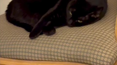 Cute Precious Piper Conducts Herself Like a Lady - My Adopted Shelter Cat Vlog #shorts