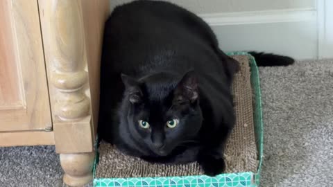 Cute Precious Piper Straightens Her Tail - My Adopted Shelter Cat Vlog