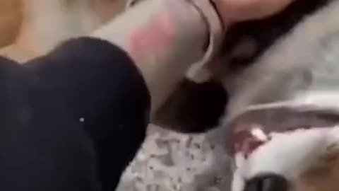 My Lovely Fox Friend 🦊 | Cute & Funny Animal Video