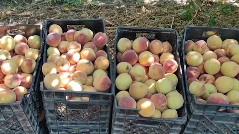 Kroacia bllokon një ngarkesë me pjeshkë nga Shqipëria, zbulohet arsyeja…