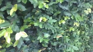 Walking along the sidewalk and filming the climbing fig [Nature & Animals]