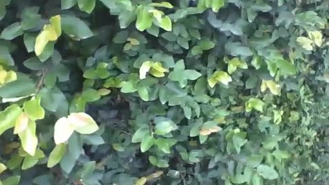 Walking along the sidewalk and filming the climbing fig [Nature & Animals]