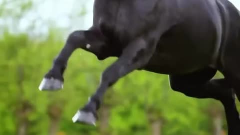 The Most Beautiful Horse You've Ever Seen! 🐴✨ Majestic and Graceful!