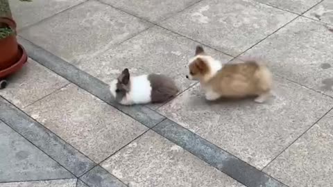 Puppy and Rabbit Fun Race