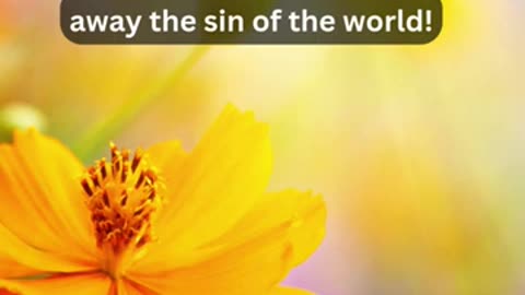 Journey of faith and spiritual growth John 1:29 Daily Bible Verse