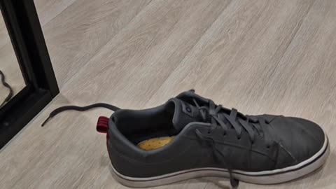🤣👟 Don’t Mess with Shoes, They Just Might Fight Back! | FunFM