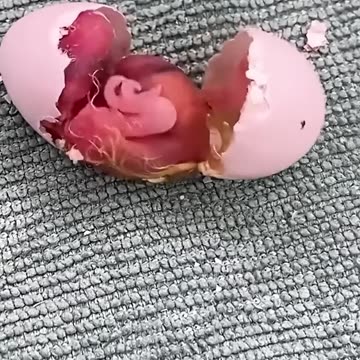 girl saves parrot from difficult birth