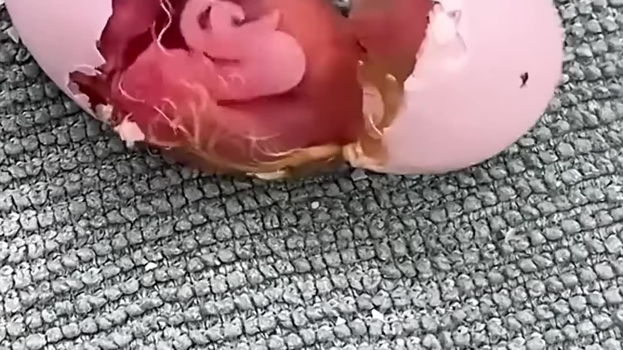 girl saves parrot from difficult birth