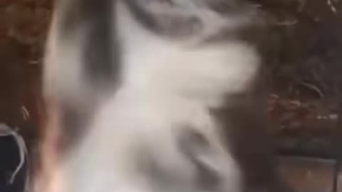 FUNNY CATS 1