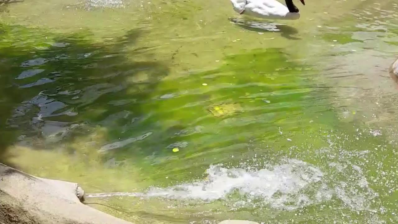 swan