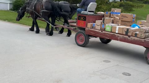 Island Packages Delivered By Pony Express