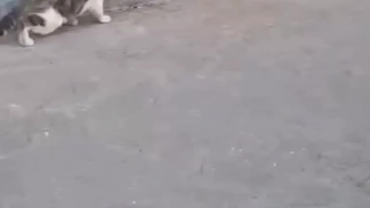 Tom and Jerry
