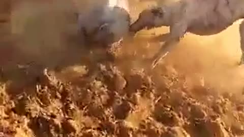 Boargreyhounds vs warthog