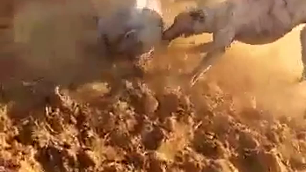 Boargreyhounds vs warthog