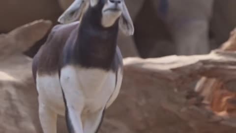 Male antelopes adopt this unique walking pattern to attract females in breeding season