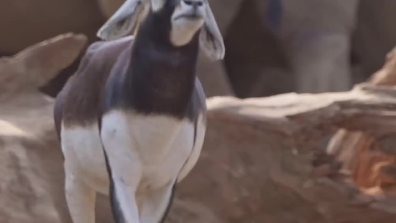 Male antelopes adopt this unique walking pattern to attract females in breeding season