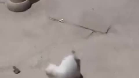 Funny videos 😂 of cat 😺
