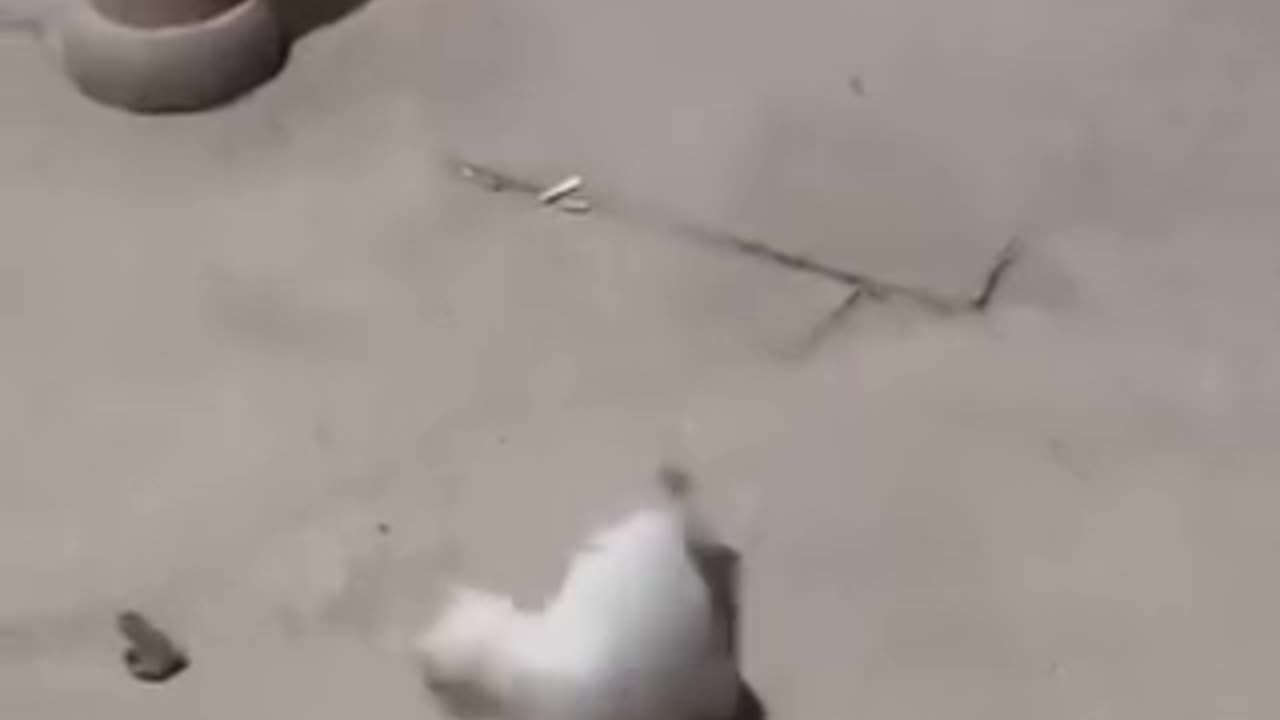 Funny videos 😂 of cat 😺