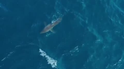 first lone killer whale ever recorded on vídeo killing a great White shark