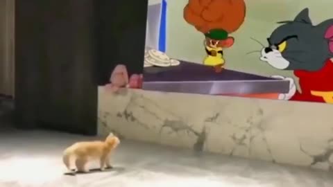 Kitty Thinks Jerry's Gonna Punch Him Too