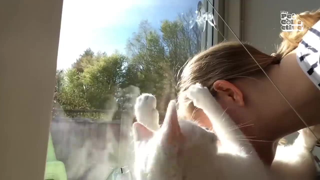 These CATS are too FUNNY! 🤣 | New Cat Videos 2025