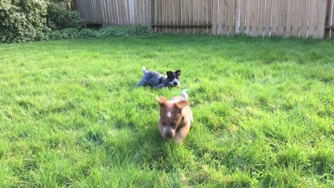 pup combat 4